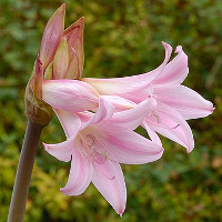 Belladonna lily, <i>Amaryllis_belladonna</i>.