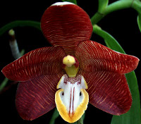 Esmeralda orchid (Esmeralda cathcartii).