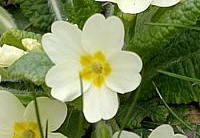 White Primrose (Primula vulgaris)