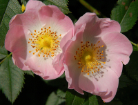 Wild rose (Rosa canina)